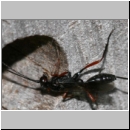 Stenarella domator - Schlupfwespe 01b 11mm-fdet03.jpg